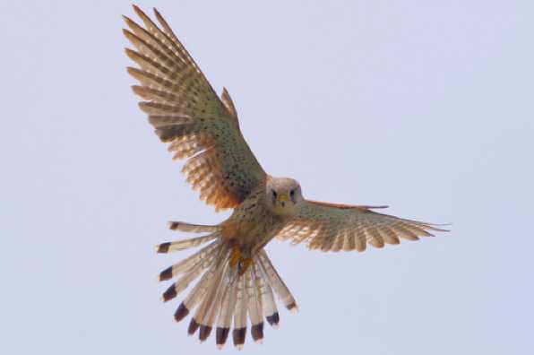 20 June 2020 - 12-48-42
Yes, pleased with this. A kestrel hovering right over our garden. Astonishing to watch - his head stays almost immobile. All the peter to catch a vole or two.
-------------------------------
Kestrel hovering and hunting over Dartmouth